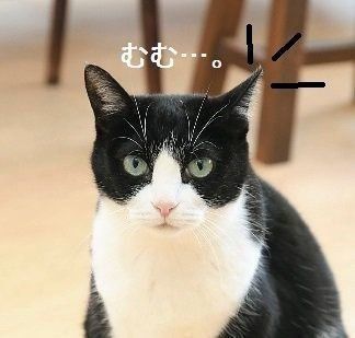 ノラ キャット 顔 バレ 面白い ニュース