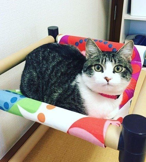 超優秀 セリア の商品で作る 猫用ハンモック ねこのきもちnews 超優秀 セリア の商品で作る 猫用ハンモック ねこのきもちnews