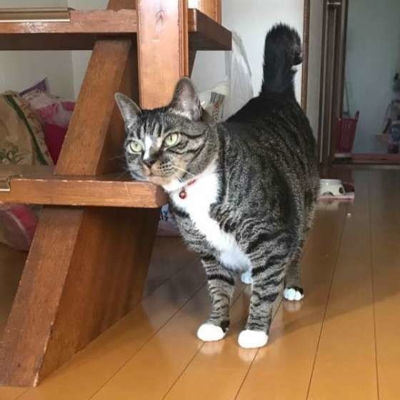 ほとんど鳴かない猫が鳴くようになったワケ 鳴き声の疑問 ほとんど鳴かない猫が鳴くようになったワケ 鳴き声の疑問