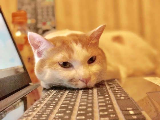 愛猫がよく邪魔する瞬間 「なぜ今？」と不思議なときもu2026