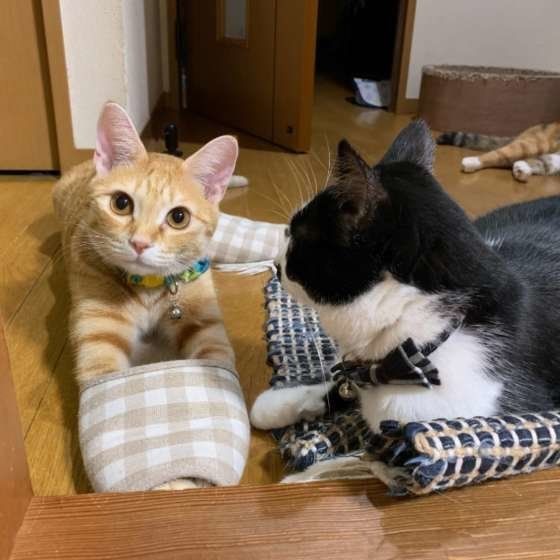 愛猫がよく邪魔する瞬間 「なぜ今？」と不思議なときもu2026