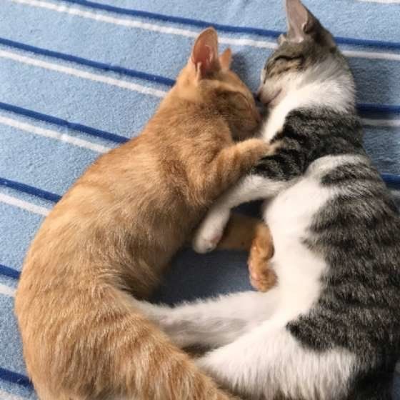 複数飼いに向かないコも 2匹目の猫を迎える前に 複数飼いに向かないコも 2匹目の猫を迎える前に