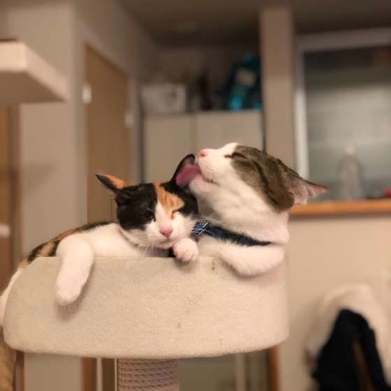 複数飼いに向かないコも 2匹目の猫を迎える前に 複数飼いに向かないコも 2匹目の猫を迎える前に