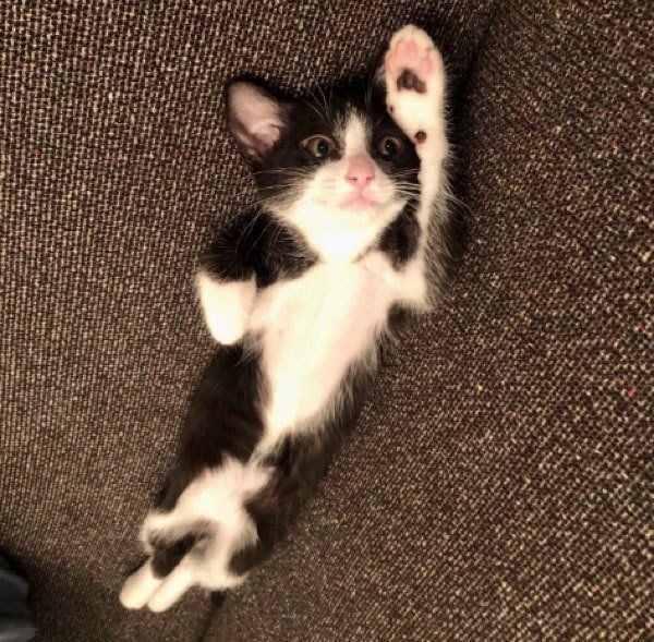 猫の口臭がひどいときに考えられる3つの原因