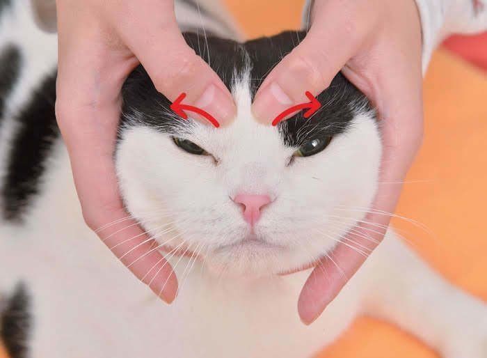 予防にも効果的 猫カゼの症状を楽にしてくれるマッサージ