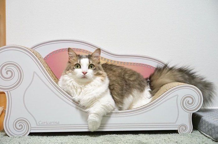 猫の爪とぎソファ カリカリーナ にはまる猫続出中