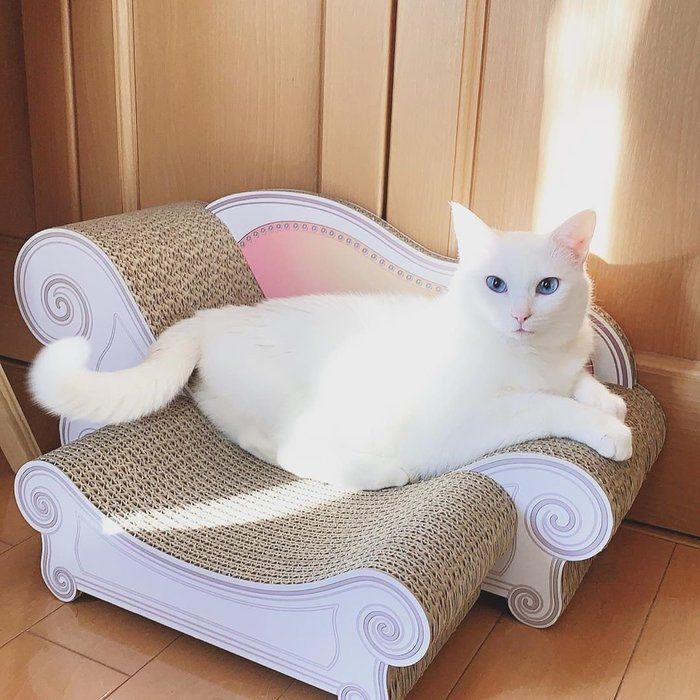 猫の爪とぎソファ カリカリーナ にはまる猫続出中