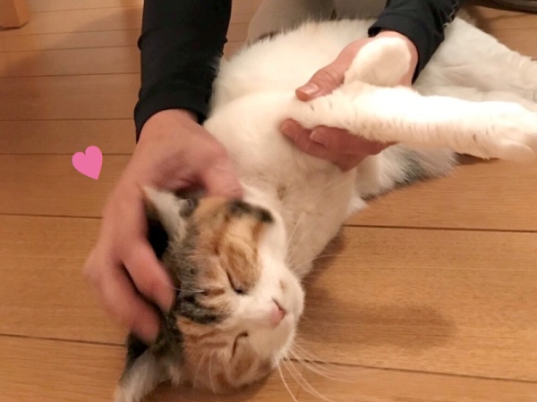 呼吸が荒い 猫の呼吸サインに注意