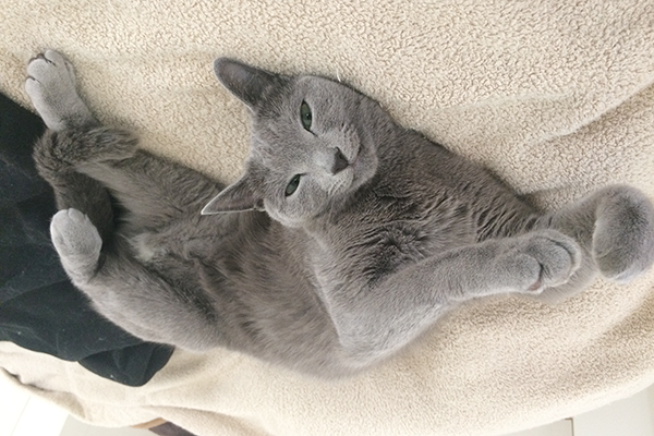 オス メス猫の見た目の違い オス メス猫の見た目の違い