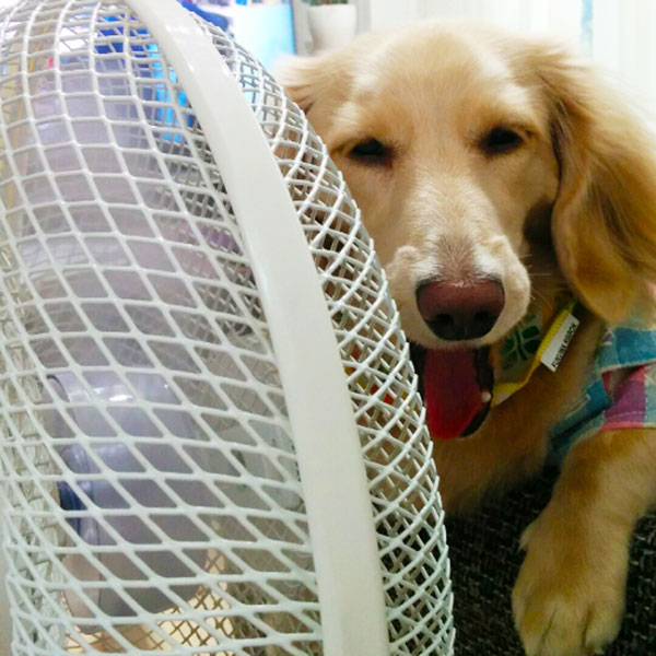 その手があったか 暑い夏を涼んで乗り切るワンコたち