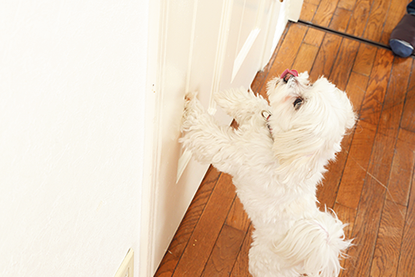 飼い主さんの姿が見えなくなったときの愛犬の反応