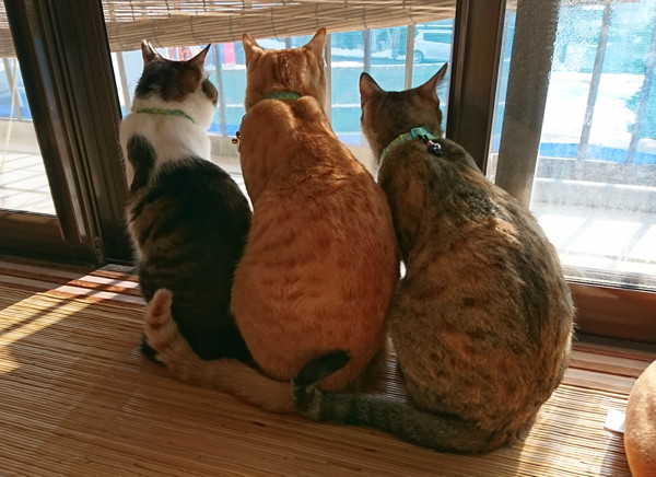 フェチ心がそそられる、猫の愛すべきしっぽ