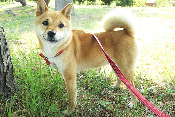 散歩中 愛犬が振り向く意味って 飼い主さんの体験談に ねこのきもちnews