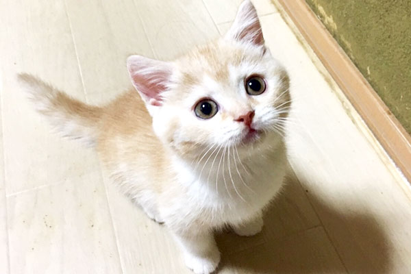 猫と電車で移動するときに気をつけたい5つのポイント