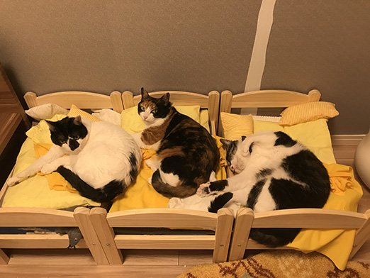 わが家の猫たちの寝室使いこなし術