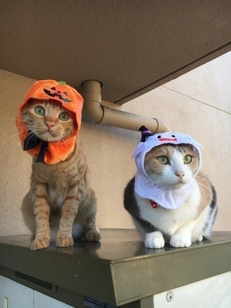 猫と乗りもので移動するときの疑問をQ＆Aで解消！
