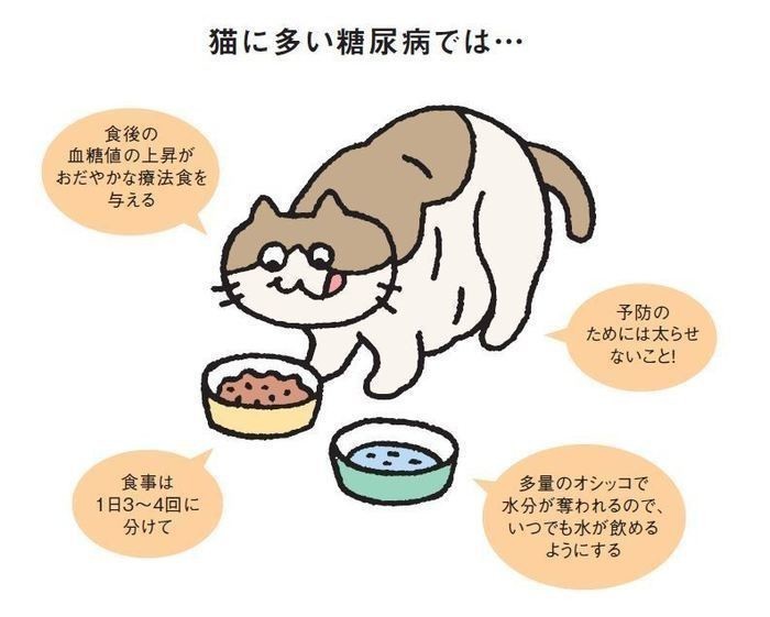 シニア猫は 糖尿病に注意