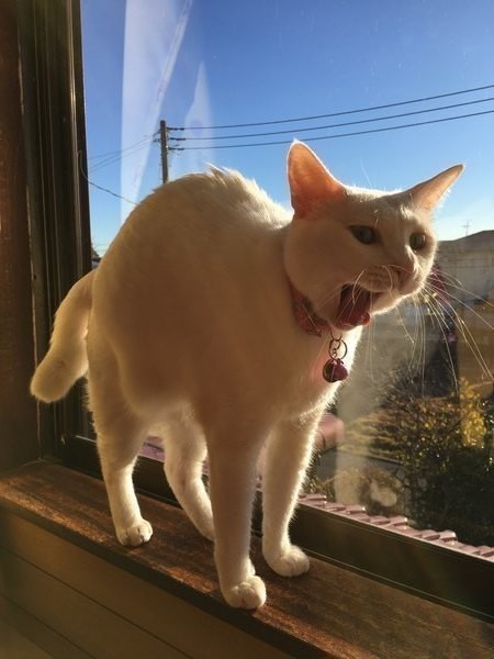 鳴き声の違いで分かる愛猫のきもち 信頼関係を高めよう！