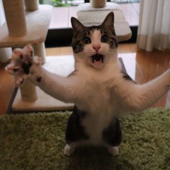 猫の 引っかく を減らそう シーン別ひっかく理由と対処法 ねこのきもちnews Line News