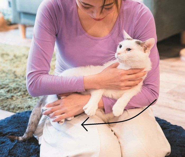 あなたもできる 抱っこが苦手な猫でも嫌がりにくい 抱き方 ３つのコツ ねこのきもちnews Line News