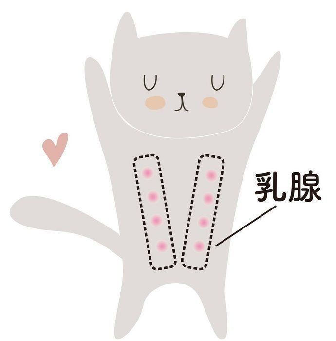 猫の乳がん」と「キャットリボン運動」が詳しくわかる５つのポイント 