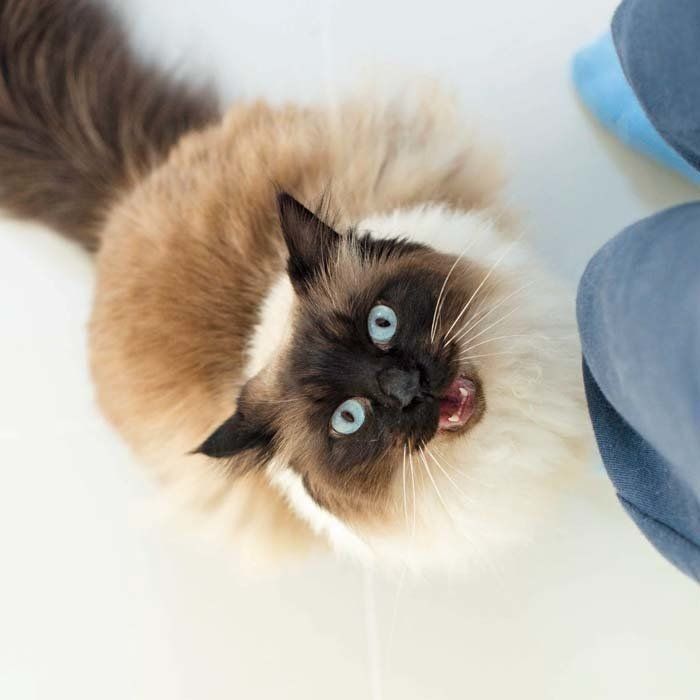 いつもと違う！病気？それとも老化？猫の鳴き声の見極め方 (ねこのき 