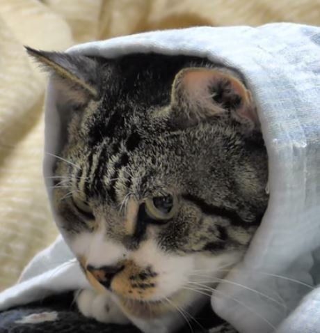 眠い でも寝たくない パパさんが眠るまでおなかの上でじっとしている猫 ねこのきもちnews Line News 眠い でも寝たくない パパさんが眠るまでおなかの上でじっとしている猫 ねこのきもちnews Line News