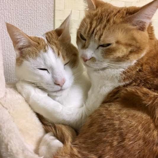 かわいい寝姿に癒される 猫の 就寝スタイル とその理由 ねこのきもちnews Line News