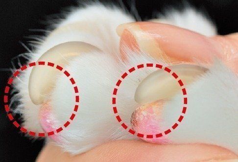 愛猫の苦手意識が和らぐ ながら爪とぎ をやってみよう ねこのきもちnews Line News