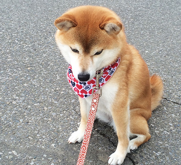 トラウマが原因 愛犬が散歩中に座り込むようになったワケ 専門家が解説 いぬのきもち ねこのきもちnews Line News