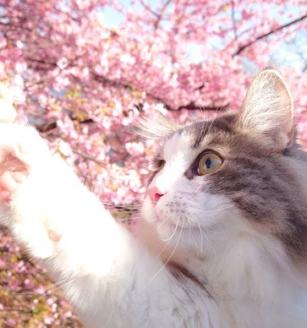 どうしてそうなった 猫が隠れていた まさかの場所 に思わずほっこり ねこのきもちnews Line News