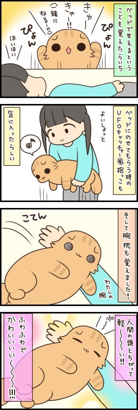 するほうもされるほうも幸せ 腕枕を堪能する猫 もふもふスコたん Vol 115 ねこのきもちnews Line News