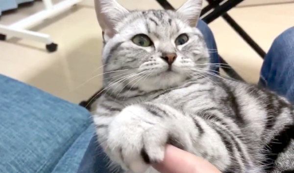 抱っこをお願いする猫 このあと まさかの爆笑展開にtwitterで大反響 ねこのきもちnews Line News