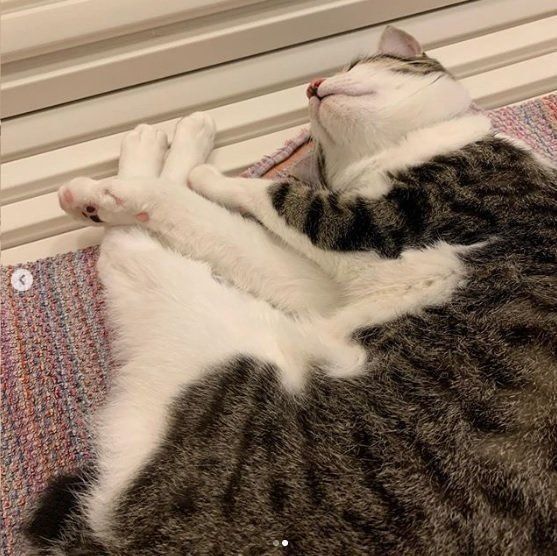 出待ちする姿にキュン♪ お風呂や洗面所で見られる「猫あるある」 (ね 