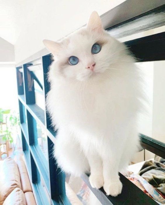 気持ちよさそう！ 「100点のいい湯だニャの顔」を浮かべる猫が可愛 