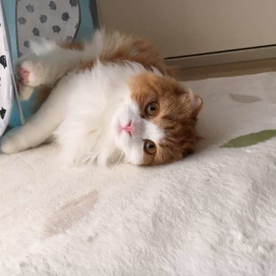 猫がお留守番を 寂しいな と感じたときに見せる2つの行動 ねこのきもちnews Line News