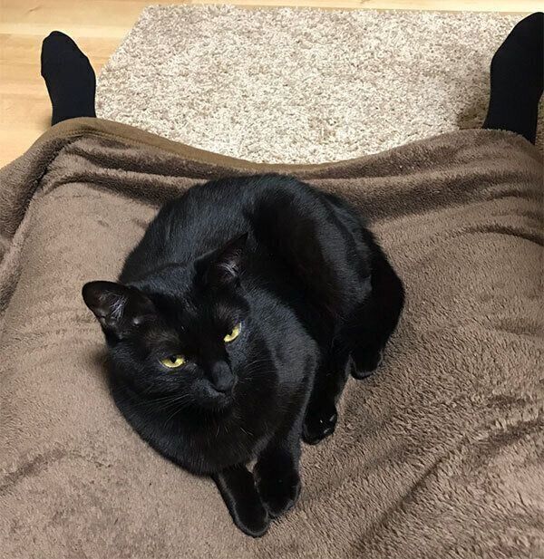 女優顔負け カメラ目線がスゴい猫 ボールで遊んでいたのに 次の瞬間 笑 ねこのきもちnews Line News