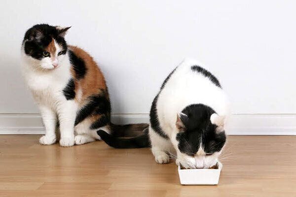 愛らしく見える猫の お腹のたるみ 目立つ場合に気をつけたいこと ねこのきもちnews Line News 愛らしく見える猫の お腹のたるみ 目立つ場合に気をつけたいこと ねこのきもちnews Line News