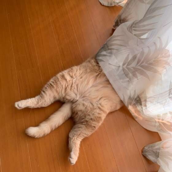 頭隠して尻隠さず。隠れたつもり？のかわいい猫たち♪ (ねこのきもち 