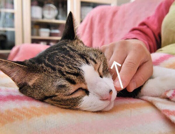 猫の 顔まわり の撫で方の正解とは 4つの部位別で解説 ねこのきもちnews Line News