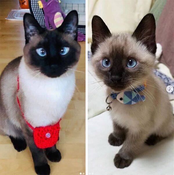 シャム猫の変貌に驚き! 毛の色が変わりすぎる理由を専門家に聞いてみた(ねこのきもちNEWS) シャム猫の変貌に驚き! 毛の色が変わりすぎる理由を専門家に聞いてみた(ねこのきもちNEWS)