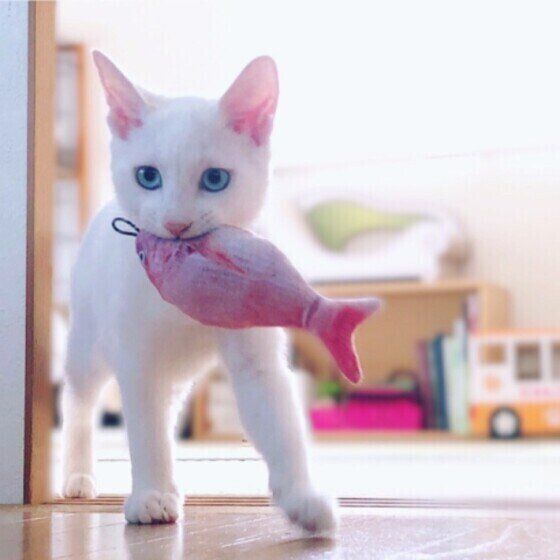 猫は魚は大丈夫 は危険 猫が食べちゃダメ 与え方に注意したい食材 ねこのきもちnews