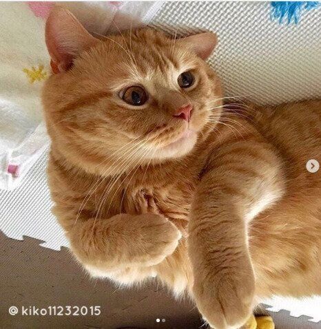 癒やされる人続出 かわいい 困り顔 が話題の猫 アランくん ねこのきもちnews Line News