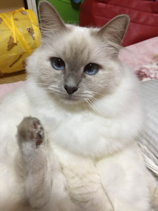 見た目がそっくり ラグドール を似ている２つの猫と比べてみた ねこのきもちnews Line News