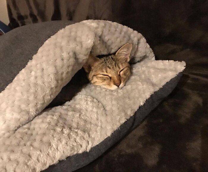 寒い冬もバッチリ 飼い主さん手作りの猫用お布団をご紹介 ねこのきもちnews Line News