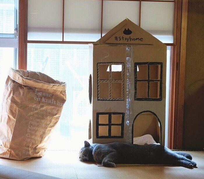 マネしたくなる 段ボールで作る猫ハウスのアイディア ねこのきもちnews