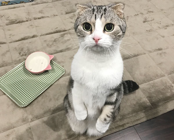 ねこまんま って栄養あるの 勘違いしがちな猫の食にまつわる事実 ねこのきもちnews Line News