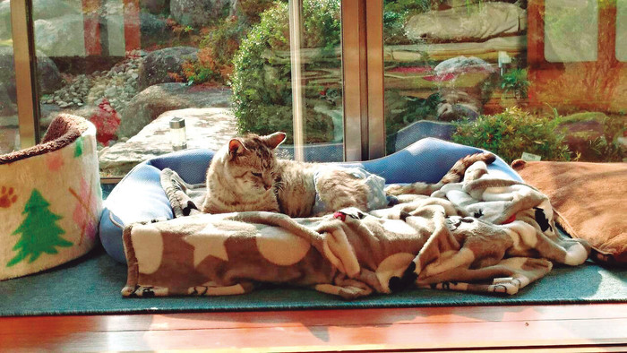 猫種別 猫の平均寿命と人間換算年齢 長生きのコツをリアル体験談で紹介 ねこのきもちnews Line News