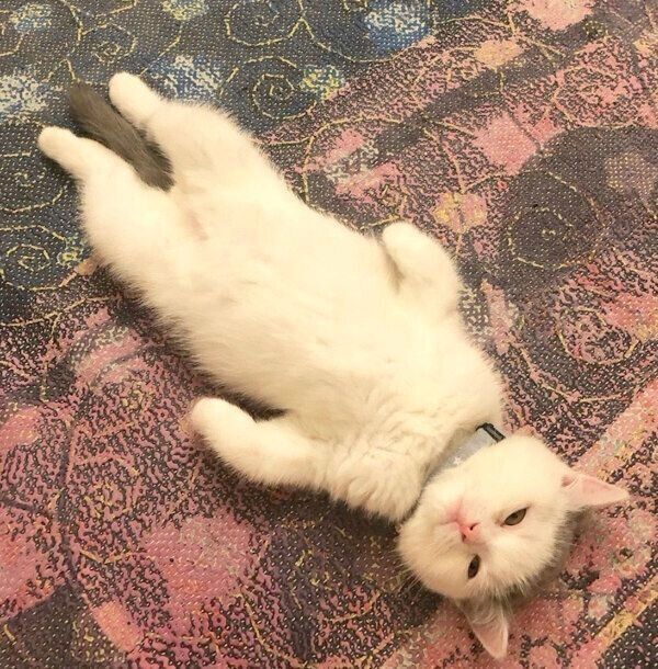 大物感が半端ない ヘソ天ポーズで落ちている子猫 かわいい 素顔 に迫る ねこのきもちnews Line News