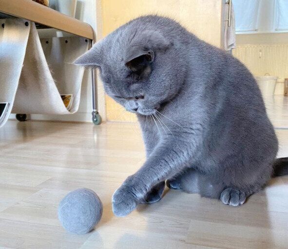 ねこ毛100 猫の 抜け毛 で作るハンドメイド作品 簡単なアレンジからスゴ技まで ねこのきもちnews Line News